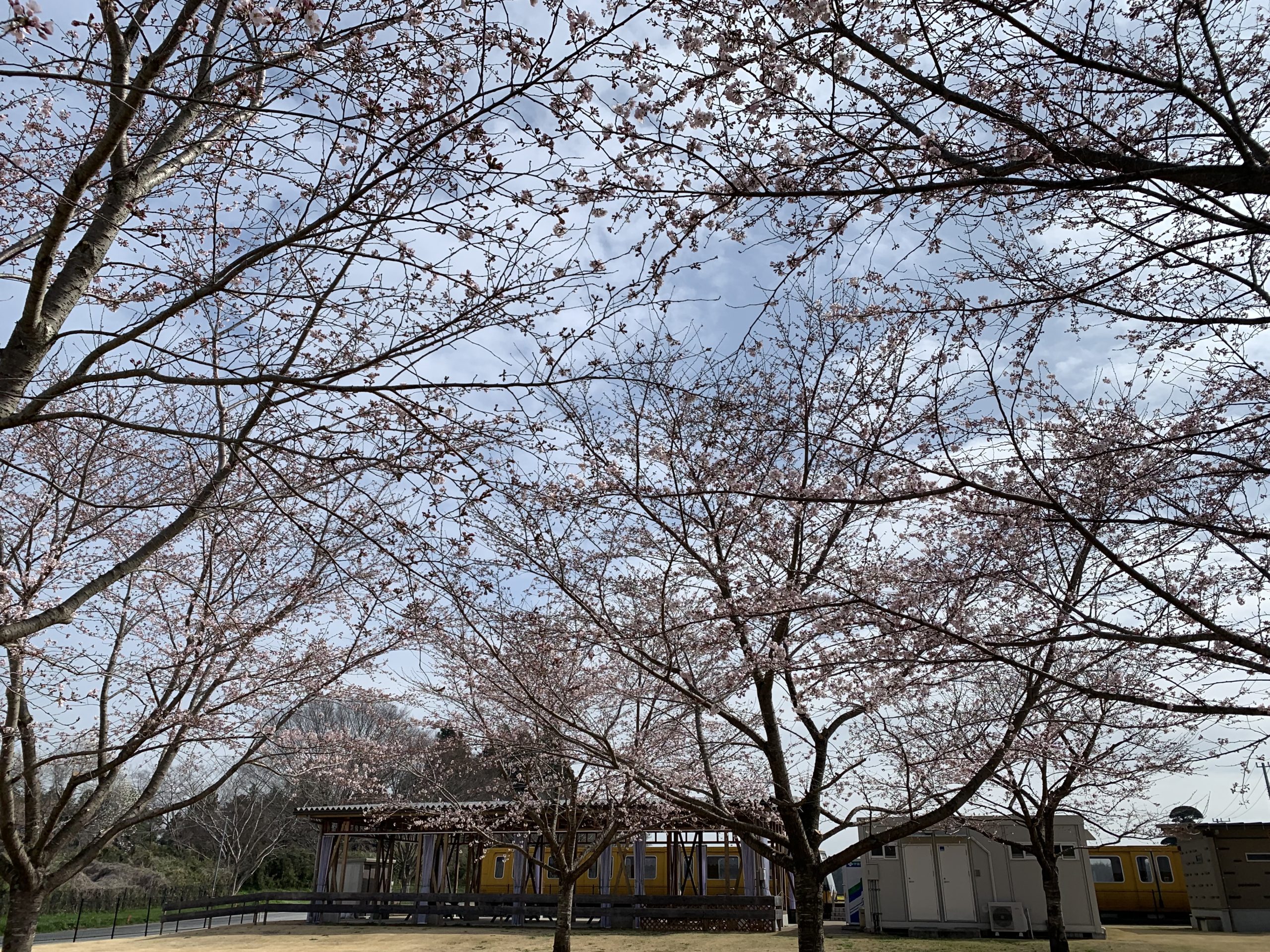 BBQ施設横芝生広場の桜も開花しました！
