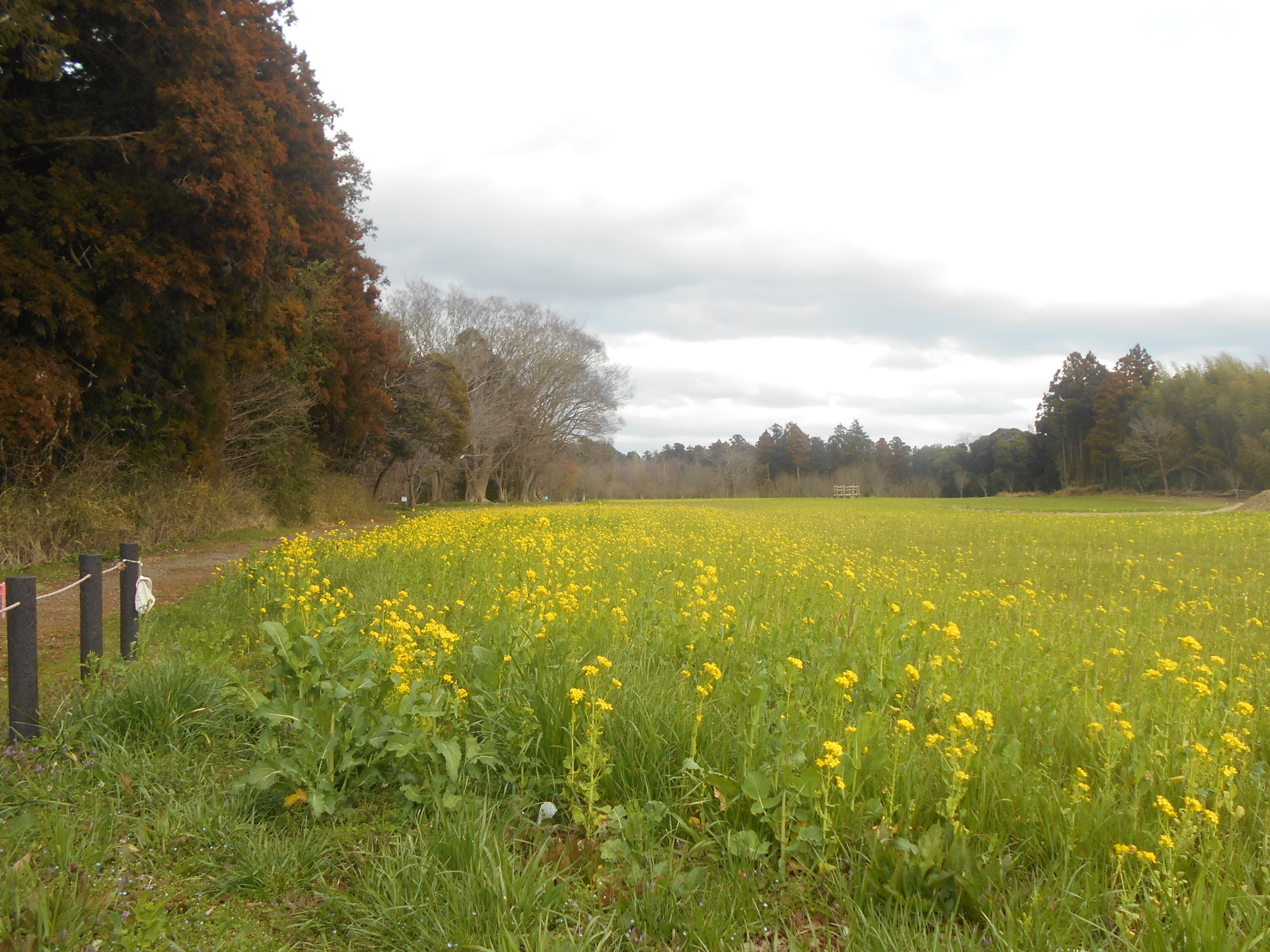 令和８年３月６日、菜の花の開花状況